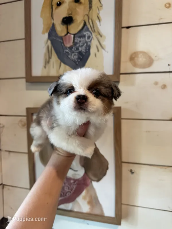 Blue – Toy Australian Shepherd puppy for sale in Plainville, GA