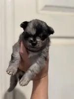 Elijah, a male Pomeranian for sale in Plainville, GA – Photo 2 of 2