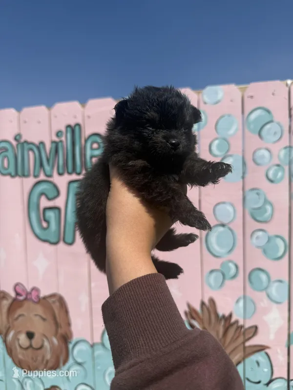 Bingo – Pomeranian puppy for sale in Plainville, GA