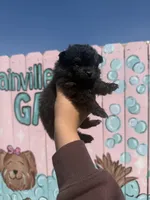Bingo, a male Pomeranian for sale in Plainville, GA – 1 of 1
