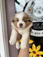 Buttercup, a male Miniature Australian Shepherd for sale in Plainville, GA – 3 of 3
