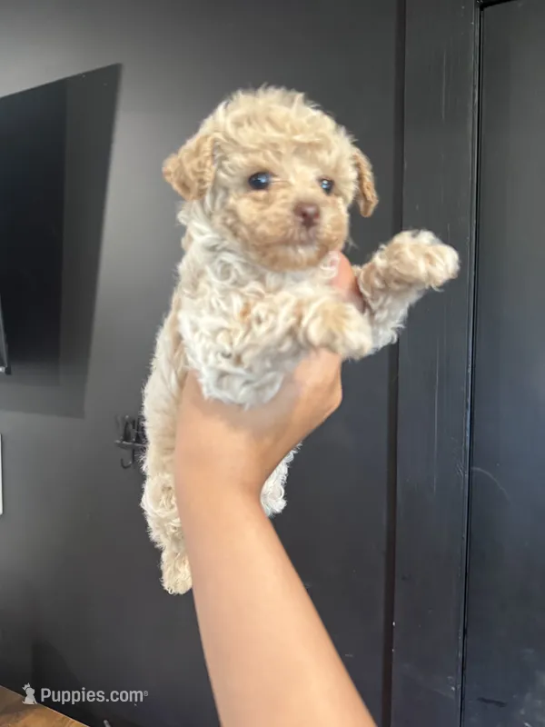 Cali – Poodle - Toy  puppy on hold in Plainville, GA