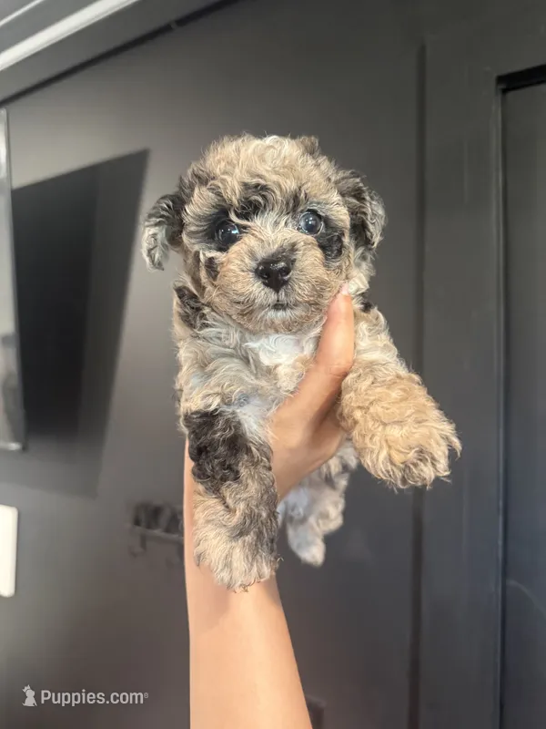 Harley – Poodle - Toy  puppy on hold in Plainville, GA