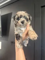 Harley, a female Poodle - Toy  for sale in Plainville, GA – 1 of 2