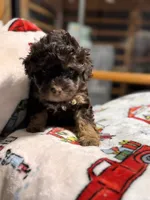 Pixie, a female Miniature Aussiedoodle for sale in Plainville, GA – Photo 1 of 4