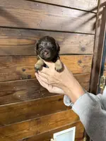 Pixie, a female Miniature Aussiedoodle for sale in Plainville, GA – Photo 3 of 4
