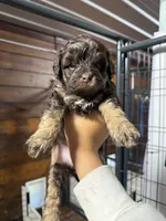 Pixie, a female Miniature Aussiedoodle for sale in Plainville, GA – Photo 2 of 4