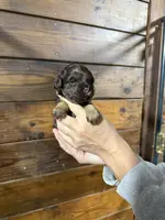 Pixie, a female Miniature Aussiedoodle for sale in Plainville, GA – Photo 4 of 4