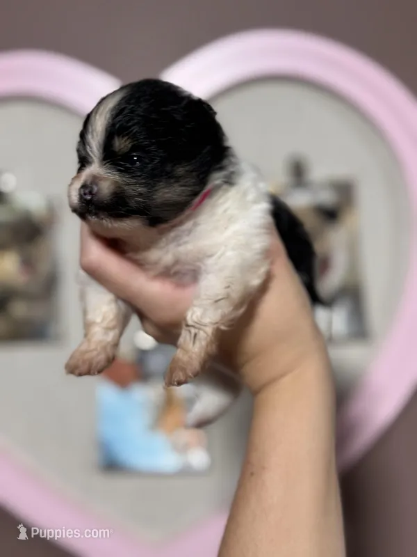 Sadie, a female Pomeranian for sale in Plainville, GA – Photo 1 of 2