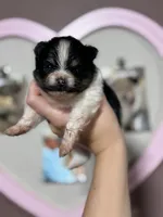 Sadie, a female Pomeranian for sale in Plainville, GA – Photo 2 of 2