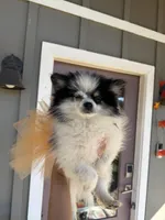 Lucy, a female Pomeranian for sale in Plainville, GA – Photo 3 of 4