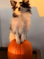 Lucy, a female Pomeranian for sale in Plainville, GA – Photo 2 of 4