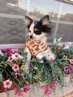 Lucy, a female Pomeranian for sale in Plainville, GA – Photo 4 of 4