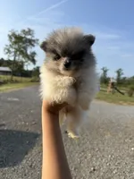 cherry, a female Pomeranian for sale in Plainville, GA – Photo 2 of 4