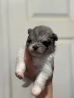 cherry, a female Pomeranian for sale in Plainville, GA – Photo 3 of 4