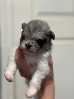 cherry, a female Pomeranian for sale in Plainville, GA – Photo 4 of 4