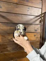 Chase, a male Miniature Aussiedoodle for sale in Plainville, GA – Photo 1 of 2