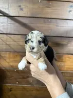 Chase, a male Miniature Aussiedoodle for sale in Plainville, GA – Photo 2 of 2