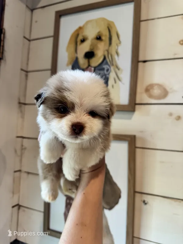 Cannoli  – Miniature Australian Shepherd puppy for sale in Plainville, GA