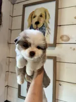 Cannoli , a male Miniature Australian Shepherd for sale in Plainville, GA – 1 of 2