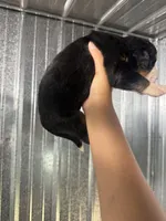 Ruby, a female Bernese Mountain Dog for sale in Plainville, GA – 2 of 3
