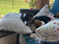 Ruby, a female Bernese Mountain Dog for sale in Plainville, GA – 3 of 3
