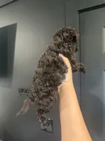 Tilly, a female Poodle - Toy  for sale in Plainville, GA – 2 of 2