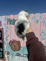 Cody, a male Pomeranian for sale in Plainville, GA – Photo 3 of 4