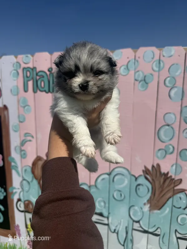 Cody – Pomeranian puppy for sale in Plainville, GA