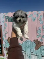 Cody, a male Pomeranian for sale in Plainville, GA – Photo 1 of 4