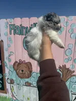 Cody, a male Pomeranian for sale in Plainville, GA – Photo 2 of 4