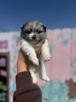 Cody, a male Pomeranian for sale in Plainville, GA – Photo 4 of 4