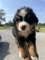 Tae, a male Bernese Mountain Dog for sale in Plainville, GA – Photo 1 of 3