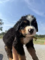 Tae, a male Bernese Mountain Dog for sale in Plainville, GA – Photo 3 of 3