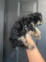 Max, a male Yorkipoo for sale in Plainville, GA – 3 of 3