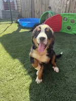 Ruby, a female Bernese Mountain Dog for sale in Plainville, GA – 1 of 6