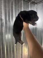 Jack, a male Bernese Mountain Dog for sale in Plainville, GA – 2 of 3