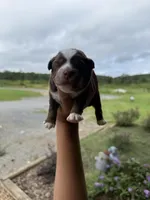 Coco, a male Toy Australian Shepherd for sale in Plainville, GA – Photo 3 of 3