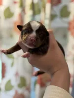 Coco, a male Toy Australian Shepherd for sale in Plainville, GA – Photo 2 of 3