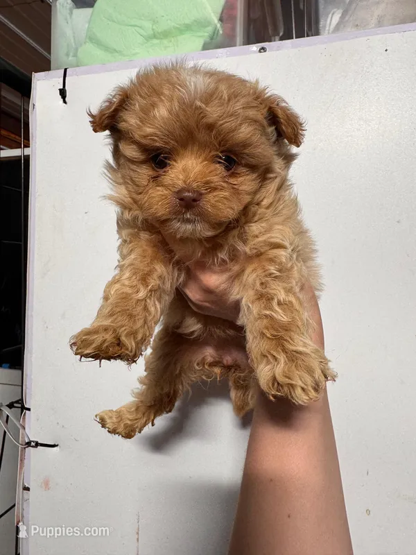 Manukau  – Pomapoo puppy on hold in Plainville, GA