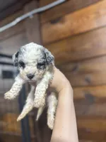 Nash, a male Schnoodle for sale in Plainville, GA – Photo 3 of 6