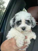 Nash, a male Schnoodle for sale in Plainville, GA – Photo 1 of 6