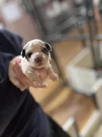Nash, a male Schnoodle for sale in Plainville, GA – Photo 4 of 6