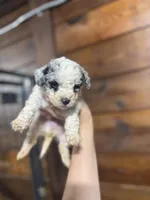 Nash, a male Schnoodle for sale in Plainville, GA – Photo 5 of 6