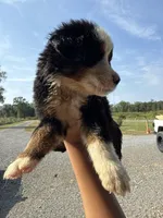 Ellie, a female Bernese Mountain Dog for sale in Plainville, GA – Photo 3 of 3