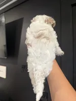 Precious, a female Poodle - Toy  for sale in Plainville, GA – 2 of 2