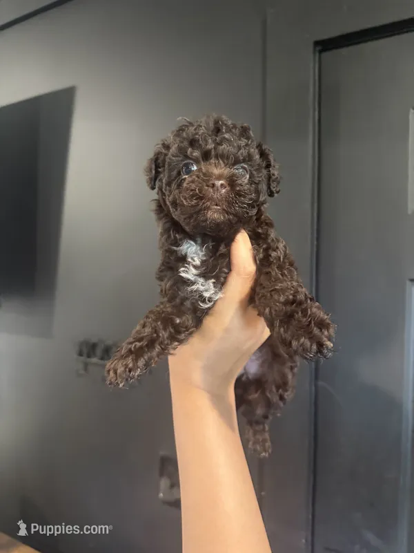 Tilly – Poodle - Toy  puppy on hold in Plainville, GA