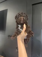 Tilly, a female Poodle - Toy  for sale in Plainville, GA – 1 of 2