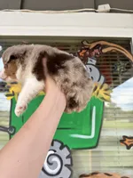 Buttercup, a male Miniature Australian Shepherd for sale in Plainville, GA – 1 of 3