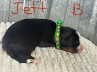 processed/b916049e-0adb-486a-a9e8-a7253886d8bf/listing/73843ce2-438f-4987-9421-528d43d850c3/2c8513bf-f12f-4229-aef1-7dd71f6e68ed